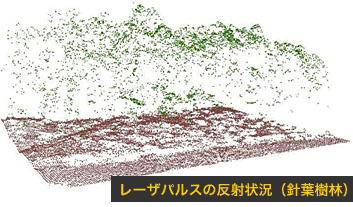 レーザパルスの反射状況（針葉樹林）